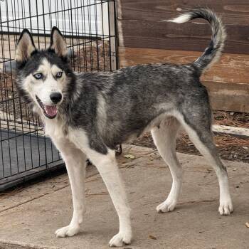 Bella -  Husky Dog for Adoption in Jefferson City, Missouri - Bella | PetCurious