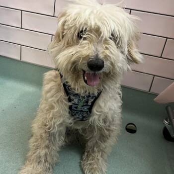 Carlos Yustis 14309 -  Maltese and Poodle Dog for Adoption in San Francisco, California - Carlos Yustis 14309 | PetCurious