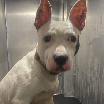 JASMINE -  American Staffordshire Terrier Dog for Adoption in San Antonio, Texas - JASMINE | PetCurious