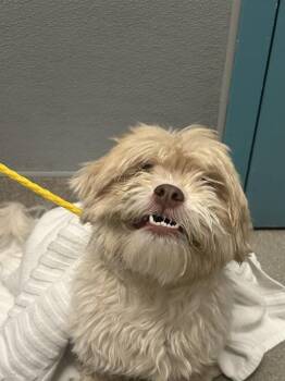 COAST -  Maltese and Mixed Breed Dog for Adoption in Las Vegas, Nevada - COAST | PetCurious