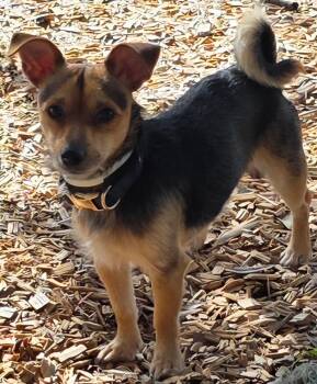 Oz -  Yorkshire Terrier and Chihuahua Dog for Adoption - Oz | PetCurious