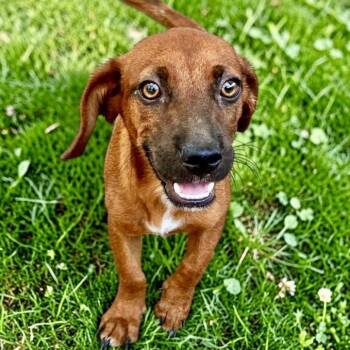 Corny -  Dachshund Dog for Adoption in Austin, Texas - Corny | PetCurious