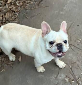 French Bulldog Dogs Available for Adoption - Frankie | PetCurious