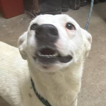 Freckles -  Black Labrador Retriever and Mixed Breed Dog for Adoption in Palestine, Texas - Freckles | PetCurious