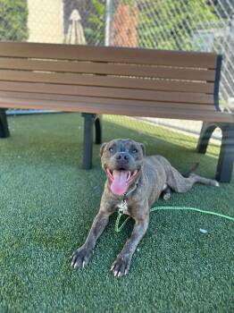 Army Bud -  Mixed Breed Dog for Adoption in Cincinnati, Ohio - Army Bud | PetCurious