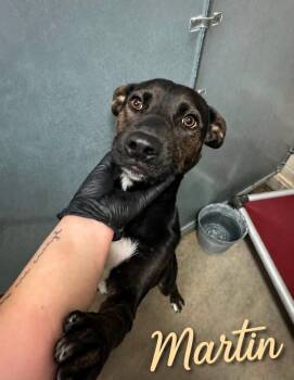 Martin -  German Shepherd Dog and Staffordshire Bull Terrier Dog for Adoption in Thornton, Colorado - Martin | PetCurious