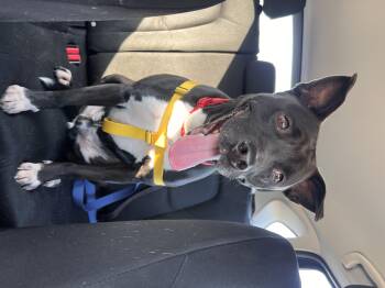 American Staffordshire Terrier and Shepherd Dogs Available for Adoption in Roswell, Georgia - Sanrio | PetCurious