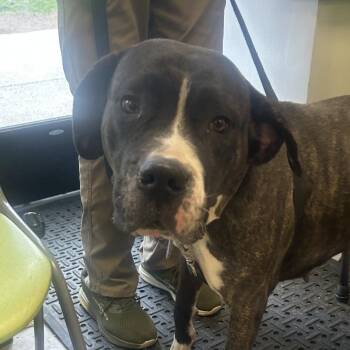 Pit Bull Terrier Dogs Available for Adoption in Philadelphia, Pennsylvania - Bella Hella | PetCurious