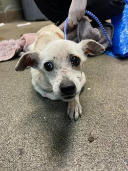 DUDLEY -  Mixed Breed Dog for Adoption in Jacksonville, Florida - DUDLEY | PetCurious