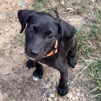 Emma RR -  Mixed Breed Dog for Adoption in South Portland, Maine - Emma RR | PetCurious