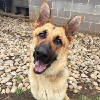 Blitz -  German Shepherd Dog Dog for Adoption in Greenville, South Carolina - Blitz | PetCurious