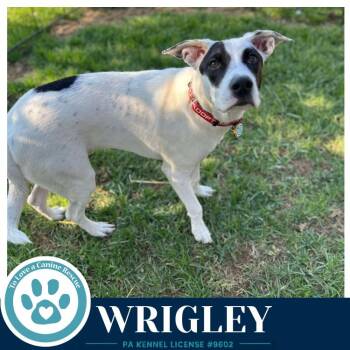 Wrigley (Bubble Gum Gang) 102426 -  Shepherd Dog for Adoption in Kimberton, Pennsylvania - Wrigley (Bubble Gum Gang) 102426 | PetCurious
