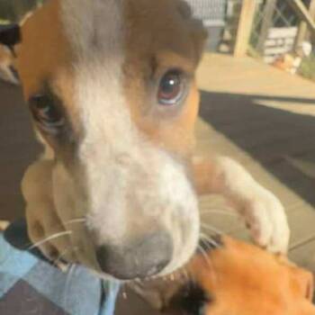 Rescue Shepherd and Cattle Dog Dogs for Adoption in Enfield, New Hampshire - Moose | PetCurious