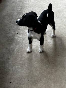 Rat Terrier Dogs Available for Adoption - Finn | PetCurious
