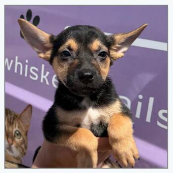 Popeye -  Mixed Breed Dog for Adoption in Otisfield, Maine - Popeye | PetCurious