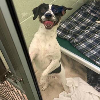 Jack Russell Terrier and Chihuahua Dogs Available for Adoption in West Palm Beach, Florida - Gojo | PetCurious