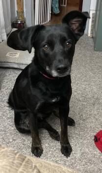 Rescue Spaniel and Black Labrador Retriever Dogs for Adoption in Wadsworth, Ohio - Midnight | PetCurious