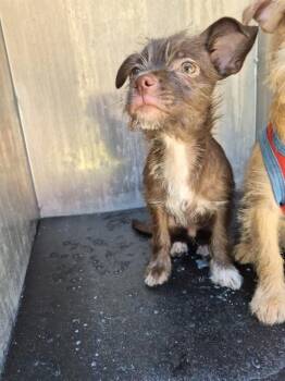 OZZY -  Terrier Dog for Adoption in San Antonio, Texas - OZZY | PetCurious