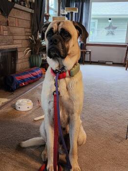 Caesar -  Mastiff Dog for Adoption in Westville, Indiana - Caesar | PetCurious