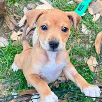 Catahoula Leopard Dog and Black Mouth Cur Dogs Available for Adoption in Grand Bay, Alabama - Muffin | PetCurious