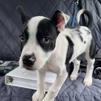 Boo -  American Bulldog and Mixed Breed Dog Available for Adoption in Lake Jackson, Texas - Boo | PetCurious
