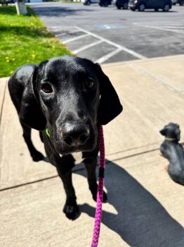 Orieo (aka Eustace) -  Labrador Retriever Dog for Adoption in Liverpool, New York - Orieo (aka Eustace) | PetCurious