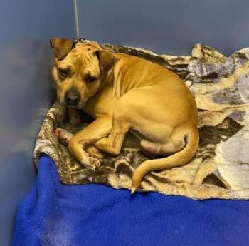 Pancake -  Pit Bull Terrier and Mixed Breed Dog for Adoption in Kansas City, Missouri - Pancake | PetCurious