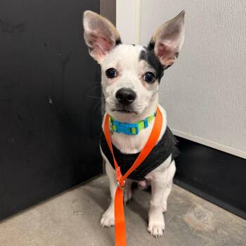 Bluey -  Chihuahua and Mixed Breed Dog for Adoption in Tampa, Florida - Bluey | PetCurious