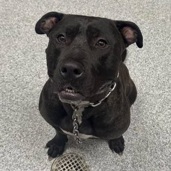 Barney -  American Staffordshire Terrier Dog for Adoption in Grand Rapids, Michigan - Barney | PetCurious