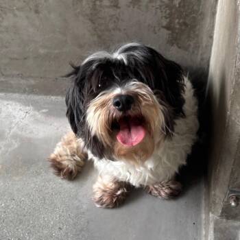 Spanky A2276542 -  Miniature Poodle and Shih Tzu Dog for Adoption in Los Angeles, California - Spanky A2276542 | PetCurious