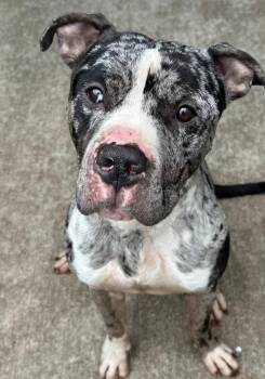Neptune -  Pit Bull Terrier Dog for Adoption in Chicago, Illinois - Neptune | PetCurious