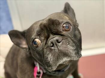 French Bulldog Dogs Available for Adoption in Loveland, Colorado - JOLLIE | PetCurious