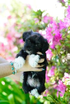 Miniature Poodle Dogs Available for Adoption - Mr. Bennett | PetCurious