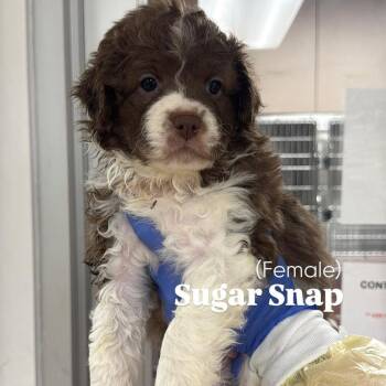 Poodle and Labrador Retriever Dogs Available for Adoption in Hillside, Illinois - Sugarsnap CA | PetCurious
