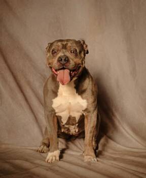 Dolly -  American Staffordshire Terrier and American Bully Dog for Adoption in Lubbock, Texas - Dolly | PetCurious