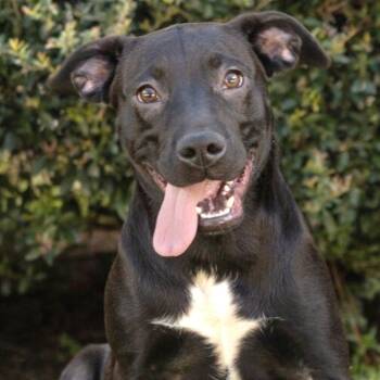 Lapis -  Black Labrador Retriever and Mixed Breed Dog for Adoption in Brownsboro, Alabama - Lapis | PetCurious