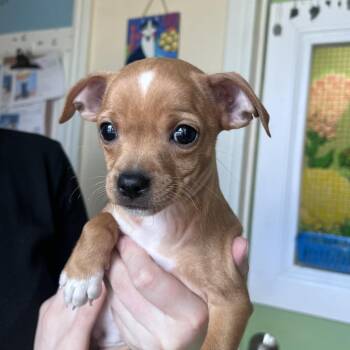 Chihuahua and Mixed Breed Dogs Available for Adoption in San Pablo, California - Oaklie | PetCurious
