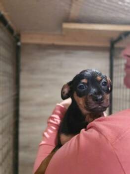 Rescue Mixed Breed Dogs for Adoption in Sweetwater, Tennessee - Everest | PetCurious