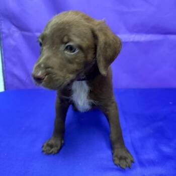 Tank -  Pit Bull Terrier and Mixed Breed Dog for Adoption in North Myrtle Beach, South Carolina - Tank | PetCurious
