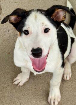 I-Tim-Pad -  Australian Cattle Dog Blue Heeler and Labrador Retriever Dog for Adoption in Fort Lupton, Colorado - I-Tim-Pad | PetCurious