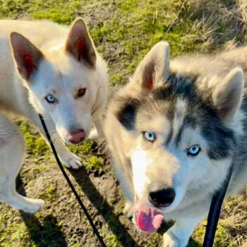 Rescue Husky Dogs for Adoption in San Francisco, California - Loki (bonded With Quinn) | PetCurious