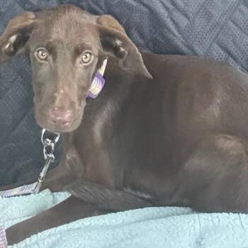 Muffin -  Hound Dog for Adoption in Enterprise, Alabama - Muffin | PetCurious