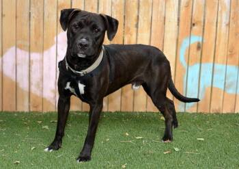 SWIPER -  Pit Bull Terrier Dog for Adoption in West Valley City, Utah - SWIPER | PetCurious