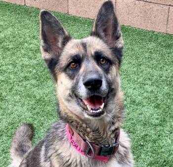 Lana - seeking a loving home -  German Shepherd Dog Dog for Adoption in San Marcos, California - Lana - Seeking A Loving Home | PetCurious