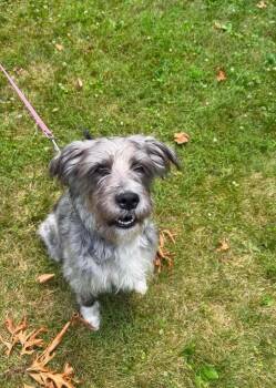 Fun Dip -  Mixed Breed Dog for Adoption in Wayne, New Jersey - Fun Dip | PetCurious