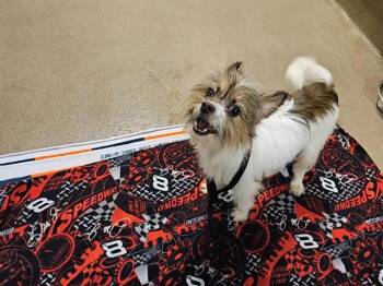WEBE -  Parson Russell Terrier Dog for Adoption in Fort Wayne, Indiana - WEBE | PetCurious
