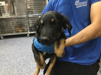 A1922688 -  Border Collie and Terrier Dog for Adoption in Thousand Palms, California - A1922688 | PetCurious