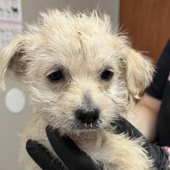 Terrier Dogs Available for Adoption in Yuma, Arizona - Twix | PetCurious
