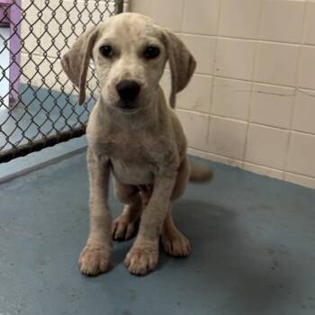 Casper -  Mixed Breed Dog for Adoption in Lufkin, Texas - Casper | PetCurious