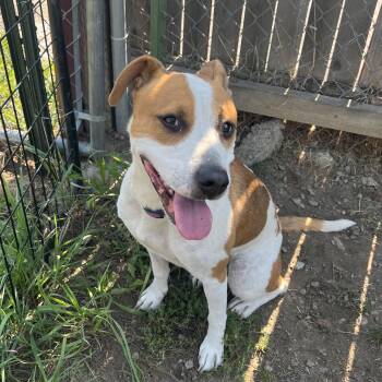 Rescue Beagle and Pit Bull Terrier Dogs for Adoption in Bonners Ferry, Idaho - Ivy | PetCurious